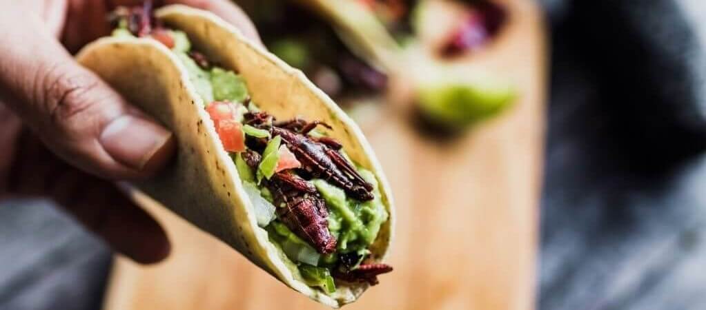 Mit Insekten gefüllte Tacos, die eine neue gastronomische Erfahrung bieten